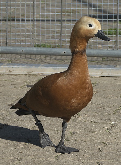 八村垒的重